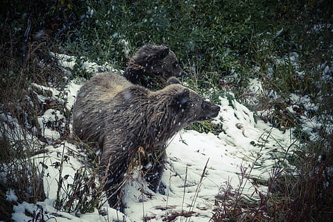 frío, nieve, naturaleza, invierno, animales, osos, hierba, salvaje, fauna silvestre, mamífero, animal, temas de animales, un animal, animales en la naturaleza, fauna animal, planta, temperatura fría, vertebrado, nadie, día, agua, al aire libre, árbol, oso, tierra, 5K, CC0, dominio público, libre de derechos