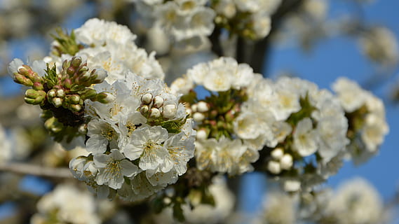 ciliegia, fiore, rametto, primavera, natura, fiori di primavera, giardino, macro, vicino, pianta, tacchino, macro chichewa, germoglio, colpi di dettaglio, sfondo, bellissimo, chichewa primavera, bianca, cielo, incidentalmente primavera, fiori bianchi, ramo di ciliegio, pianta fiorita, freschezza, fragilità, vulnerabilità, bellezza nella natura, avvicinamento, Colore bianco, crescita, nessuno, concentrarsi sulle conoscenze acquisite, giorno, luce del sole, testa di fiore, albero, infiorescenza, fiorire, all'aperto, polline, fiore di ciliegio, ciliegio, 4K, CC0, dominio pubblico, privo di copyright