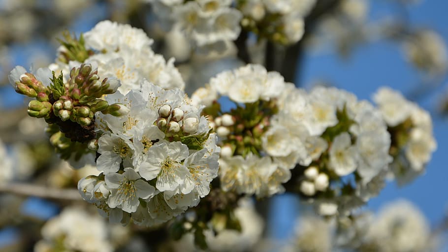 cirera, flor, ramita, primavera, naturalesa, flors de primavera, jardí, macro, tancar, planta, gall dindi, macro chichewa, brot, detalls de tirs, fons, bonic, primavera de chichewa, blanc, cel, incidentalment primavera, flors blanques, branca de la cirera, planta amb flors, frescor, fragilitat, vulnerabilitat, bellesa a la natura, primer pla, Color blanc, creixement, cap gent, centrar-se en primer pla, dia, llum solar, cap de flor, arbre, inflorescència, a l'aire lliure, pol·len, flor de cirerer, cirerer, 4K