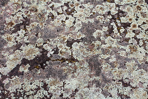 tło, tekstura, Ściana, splot, Struktura, witka, pełna ramka, teksturowane, tła, wzór, abstrakcyjny, materiał kamienny, szorstki, rock - obiekt, żadnych ludzi, architektura, zbliżenie, Natura, dzień, funkcja budowy ścian, solidny, na dworze, zbudowana struktura, skała, brązowy, ekstremalne zbliżenie, minerał, wyblakły, porost, 5K, CC0, domena publiczna, darmowe zdjęcia