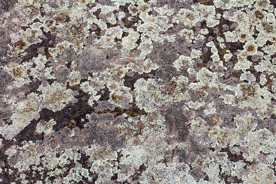 tło, tekstura, Ściana, splot, Struktura, witka, pełna ramka, teksturowane, tła, wzór, abstrakcyjny, materiał kamienny, szorstki, rock - obiekt, żadnych ludzi, architektura, zbliżenie, Natura, dzień, funkcja budowy ścian, solidny, na dworze, zbudowana struktura, skała, brązowy, ekstremalne zbliżenie, minerał, wyblakły, porost, 5K