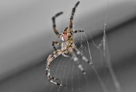 aranya, macro, web, teranyina, aràcnids, insecte, naturalesa, animal, fantasmal, primer pla, vida salvatge, artròpode, fragilitat, invertebrat, temes d'animals, animals a la natura, fauna animal, centrar-se en primer pla, un animal, vulnerabilitat, supervivència, cap gent, enfocament selectiu, dia, cames d’animal, a l'aire lliure, complexitat, 1080P, CC0, domini públic, lliure de regalies