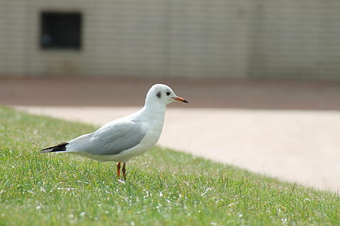 zeemeeuw, vogel, weide, stormloop, dierlijke thema's, gewerveld, dier, dieren in het wild, gras, één dier, dierenleven, dag, geen mensen, architectuur, selectieve aandacht, natuur, focus op de voorgrond, zijaanzicht, buitenshuis, groene kleur, fabriek, buitenkant van het gebouw, 4K, CC0, publiek domein, royaltyvrij