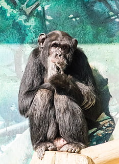 abe, chimpanse, dyr, primat, et dyr, dyreliv, pattedyr, sidder, dyr i naturen, Zoo, hvirveldyr, dag, mennesker, lempelse, dyr i fangenskab, natur, gruppe af dyr, leder, udendørs, dyre familie, omsorg, 4K, CC0, offentligt domæne, royaltyfrie