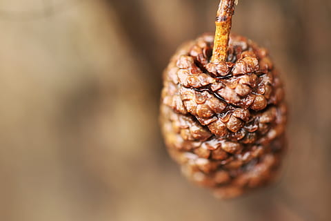 pinya de pi, naturalesa, bosc, primavera, macro, cap gent, menjar, primer pla, frescor, dia, menjar i beguda, alimentació saludable, benestar, planta, enfocament selectiu, fruita, orgànic, sec, estil de vida saludable, aliments secs, vegetals, marró, agricultura, fons, medi ambient, berenar, herba, menjar vegetarià, comestibles, 5K, CC0, domini públic, lliure de regalies