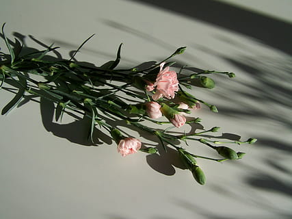 Nelke, rosa, Licht, Schatten, Nelke, Rosa, Lichtschatten, Blume, Blatt, Natur, Studioaufnahme, keine Leute, Frische, Pflanze, blühende Pflanze, Wachstum, Schönheit in der Natur, Pflanzenteil, Nahansicht, Verletzlichkeit, Zerbrechlichkeit, Blütenblatt, grüne Farbe, Blütenkopf, Blütenstand, Pflanzenstamm, Tag, draußen, 2K, CC0, gemeinfrei, lizenzfrei
