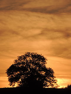 posta de sol, sol, mardore, arbre, cel, planta, núvol - cel, bellesa a la natura, silueta, tranquil·litat, escenics - natura, color taronja, naturalesa, escena tranquil·la, creixement, cap gent, vista d’angle baix, a l'aire lliure, idíl·lic, cel dramàtic, branca, escena no urbana, 2K, CC0, domini públic, lliure de regalies