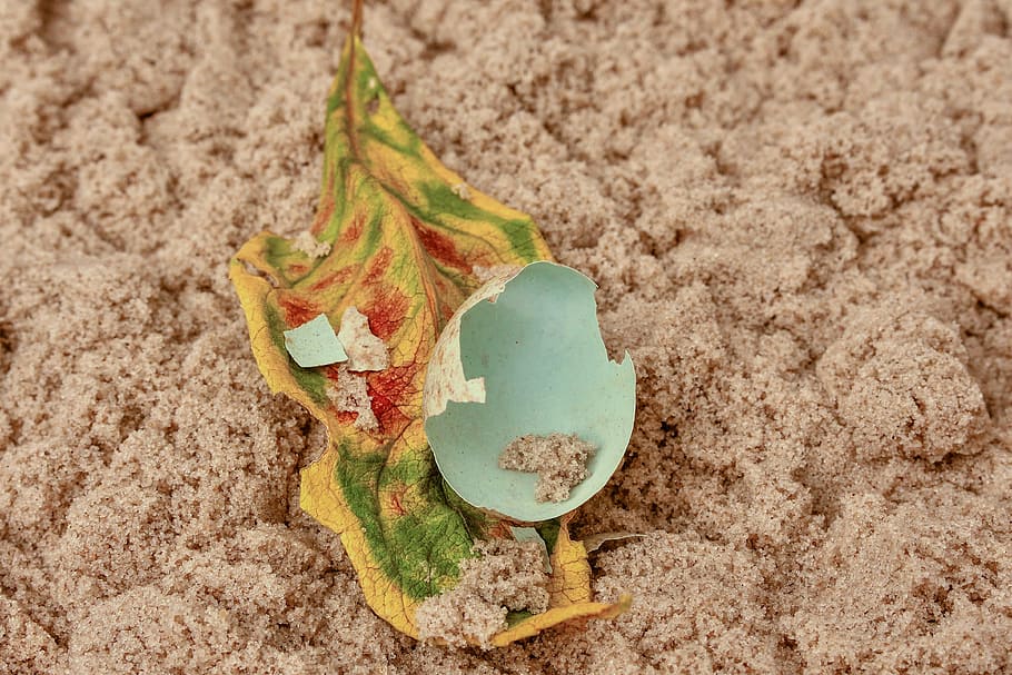ou, naturalesa, closca d'ou, fulla de fullatge, trencat, tacat, espolvorear, sorra, tancar, fons de pantalla, terra, cap gent, vista d’angle alt, planta, dia, full, platja, part de la planta, primer pla, a l'aire lliure, color verd, frescor, menjar i beguda, alimentació saludable, menjar, bellesa a la natura, brutícia, creixement, fulles, 4K