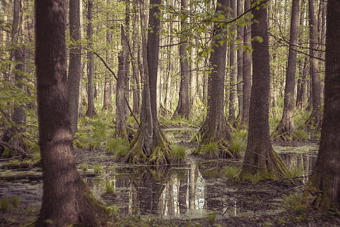 corps, eau, vert, feuillu, des arbres, jour, arbre, la nature, paysage, feuille, parc, plante, l'environnement, le marais, marais, sentimental, humide, Konar, végétation, vue, lagune, vacances, forêt, tronc, terre, tronc d'arbre, des bois, croissance, paysages - nature, personne, tranquillité, beauté dans la nature, scène tranquille, scène non urbaine, journée, environnement, en plein air, 1080P, CC0, domaine public, libre de droits