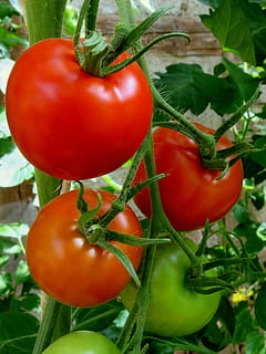 moden, umoden, tomater, rød, grønnsaker, sunn, takstoler, bush tomater, tomatplante, tomatenrispe, saftig, modent innlegg, modenhet, spise, grønnsak, mat og Drikke, mat, tomat, velvære, spise sunt, nærbilde, friskhet, anlegg, frukt, ingen folk, pepper, natur, grønn farge, vekst, plantestamme, dag, fokusere på forgrunnen, 4K, CC0, offentlig domene, opphavsrett gratis