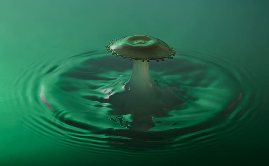 tirar, corona, llet, macro, impacte, experimentar, verd, abstracció, col·lisió, aigua, cap gent, primer pla, naturalesa, concèntric, dia, ondulat, moviment, a l'aire lliure, color verd, puresa, vista d’angle alt, un animal, esquitxades, mar, marc complet, frescor, animals a la natura, marí, 1080P