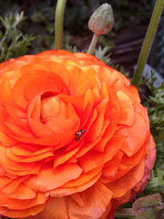 flor, planta, ranunculus, primavera, flora, jardí de flors, marieta, taronja, frescor, color taronja, naturalesa, creixement, cap de flor, planta amb flors, pètal, bellesa a la natura, primer pla, fragilitat, vulnerabilitat, inflorescència, cap gent, centrar-se en primer pla, dia, animals a la natura, fauna animal, invertebrat, 2K, CC0, domini públic, lliure de regalies
