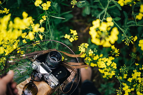 vintage, kamera, bidang, berbunga, pemerkosaan, wanita, musim panas, berkembang, fotografi, juru potret, hobi, memperkosa, rapeseed, musim semi, zenit, gairah, di luar rumah, alam, kamera - peralatan fotografi, bunga, kuning, hari, menanam, tema fotografi, tanaman berbunga, teknologi, kesegaran, memegang, tangan manusia, memotret, merapatkan, satu orang, gaya hidup, bagian tubuh manusia, kegiatan waktu luang, aktivitas, tangan, kamera digital, syuting, 4K, CC0, domain publik, bebas royalti