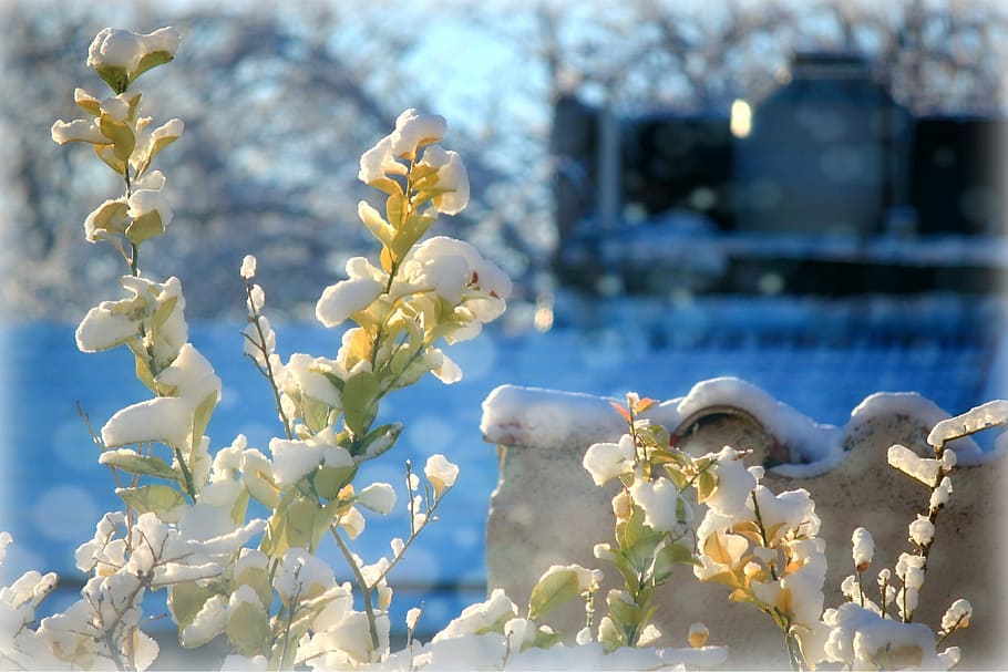 Schnee, Winter, eiskalt, Eis, kalt, Blume, Zerbrechlichkeit, Natur, Fokus auf den Vordergrund, Nahansicht, Wachstum, Pflanze, blühende Pflanze, Schönheit in der Natur, Verletzlichkeit, keine Leute, Frische, Tag, weiße Farbe, Frühling, Blütenblatt, Wasser, draußen, Sonnenlicht, Baum, Blütenkopf, Kirschblüte, 1080P