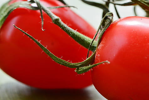 tomater, grøntsager, makro, rød, mad, have, sund og rask, marked, sød, plante, haven tomat, grøntsag, tæt på, mad og drikke, friskhed, velvære, sund kost, tomat, ingen mennesker, frugt, indendørs, grøn farve, stilleben, natur, plantestamme, vækst, fokus på forgrunden, kærlighed, moden, 4K, CC0, offentligt domæne, royaltyfrie