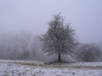 frío, árbol, solamente, naturaleza, nieve, invierno, temperatura fría, planta, belleza en la naturaleza, paisajes - naturaleza, árbol desnudo, tranquilidad, paisaje, campo, tierra, escena tranquila, nadie, ambiente, el color blanco, cielo, escena no urbana, al aire libre, nevando, 4K, CC0, dominio público, libre de derechos