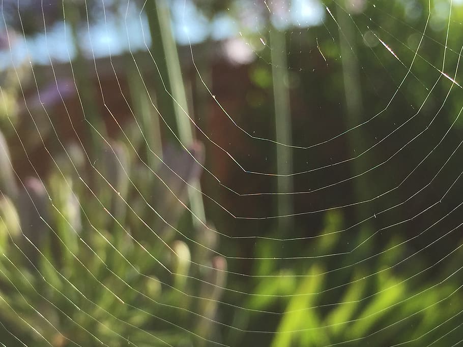 teranyina, macro, naturalesa, al matí, insecte, net, fragilitat, vulnerabilitat, primer pla, cap gent, bellesa a la natura, centrar-se en primer pla, patró natural, patró, complexitat, aigua, aranya, dia, humit, tirar, temes d'animals, a l'aire lliure, animal, web, concèntric, 2K