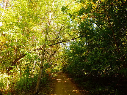 urmări, pădure, umbră, toamnă, ramură, copaci, verde, galben, zi, plimbare, frunze, copac, plantă, direcţie, calea de urmat, creştere, teren, cărare, frumusețe în natură, liniște, natură, diminuarea perspectivei, nici o persoana, drum, Culoarea verde, o scenă liniștită, în aer liber, lumina soarelui, Schimbare, copac copac, 1080P, CC0, domeniu public, fără drepturi de autor