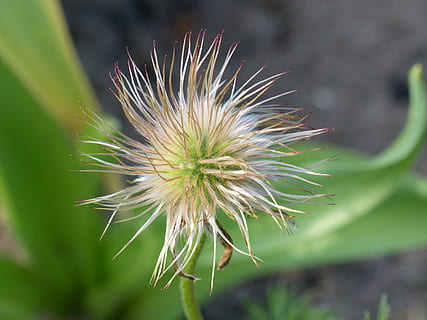 seedpod, vihreä, kevät, puutarha, luonto, kasvi, kukka, lähikuva, kasvu, kauneus luonnossa, alttius, tuoreus, hauraus, keskittyä etualalle, ei ihmisiä, kukinto, kukka pää, päivä, ulkona, valikoiva tarkennus, kasvitiede, ohdake, voikukan siemeniä, verholehti, kiukkuinen, 4K, CC0, public domain, rojaltivapaa