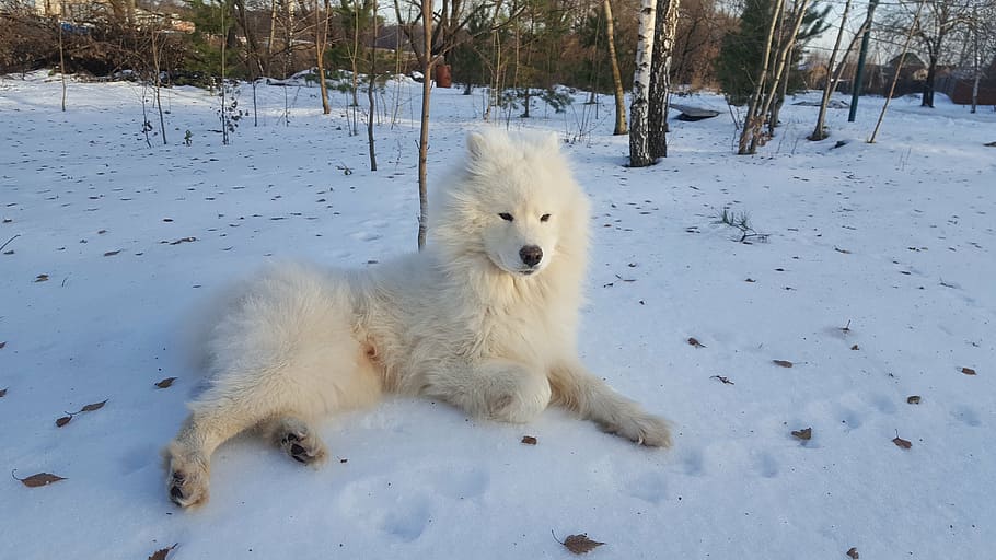 samojed, zimní, Pes, studená teplota, sníh, jednoho zvířete, bílá barva, savec, zvířat, medvěd, den, zvířata ve volné přírodě, zvíře, domácí, psí, domácí mazlíčci, domácí zvířata, obratlovců, přistát, Příroda, pole, nikdo, venku, čistokrevný pes, 5K