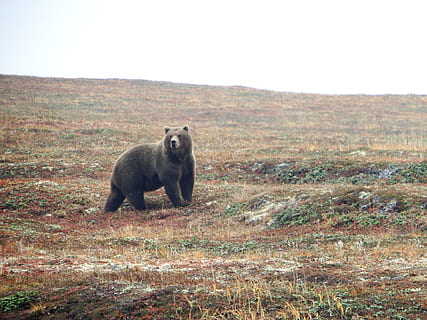 nero, orso, prateria, Marrone, predatore, bestia, animale selvaggio, incontro, Pericolo, natura vivente, cedro, Bruin, ispido, altopiano, temi animali, un animale, animale, mammifero, fauna selvatica, animali allo stato selvatico, natura, paesaggio, terra, vertebrato, giorno, campo, nessuno, ambiente, erba, cielo, pianta, lunghezza intera, copia spazio, scena non urbana, 1080P, CC0, dominio pubblico, privo di copyright