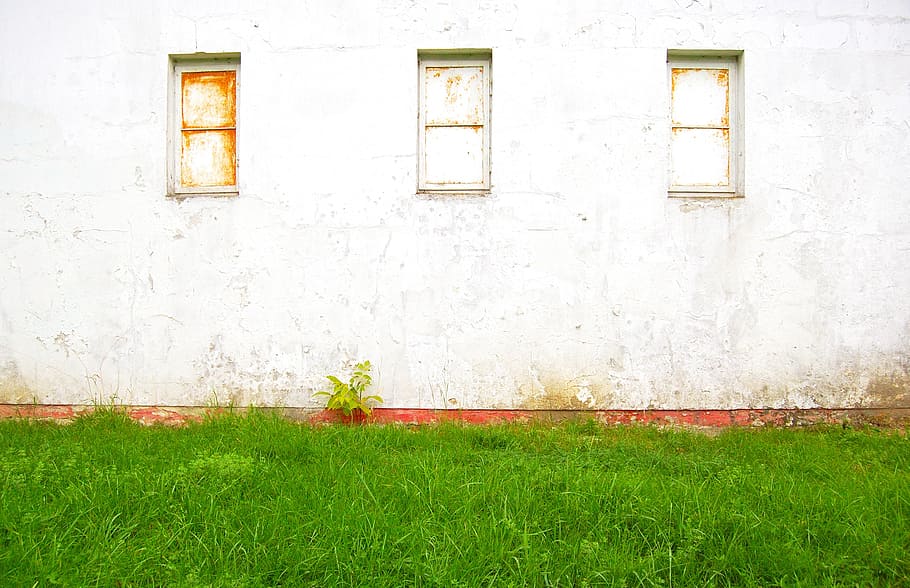 pared, ventana, hierba, arquitectura, edificio, diseño arquitectónico, estructura, turismo, diseño, antiguo, Envejecido, erosionado, estructura construida, exterior del edificio, planta, pared - característica de la construcción, día, nadie, color verde, crecimiento, naturaleza, al aire libre, puerta, casa, Entrada, Distrito residencial, 2K