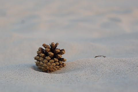 pine cone, sand, pine, beach, no people, close-up, food and drink, food, selective focus, nature, still life, day, brown, wellbeing, freshness, large group of objects, healthy eating, focus on foreground, table, nut, nut - food, land, surface level, 2K, CC0, public domain, royalty free
