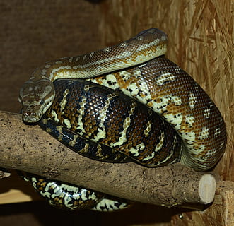 snake, carpet python, boa, constrictor, reptile, python, close, non toxic, exotic, beauty, animal, creature, scale, terrarium, brown, poisonous, wildlife, carnivore, nature, danger, animal themes, one animal, animal wildlife, animals in the wild, vertebrate, close-up, animal body part, no people, warning sign, natural pattern, curled up, animal scale, focus on foreground, animal markings, sign, animal head, zoo, animal eye, 2K, CC0, public domain, royalty free