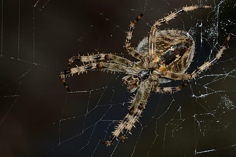 edderkop, makro, spindelvæv, netværk, insekt, natur, tæt, sort, nat, tæt på, dyre temaer, edderkoppespind, hvirvelløse, dyr, et dyr, dyreliv, arachnid, dyr i naturen, leddyr, skrøbelighed, overlevelse, sårbarhed, fokus på forgrunden, web, zoologi, dyr kropsdel, dyr ben, udendørs, ingen mennesker, kompleksitet, giftig, breaking, 2K, CC0, offentligt domæne, royaltyfrie