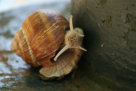Schnecke, Schale, Tier, Weichtier, Sonde, Natur, langsam, Makro, Schneckenhaus, schließen, Landschnecke, Reptil, Tierwelt, Gastropode, Tierthemen, wirbellos, ein Tier, Tiere in freier Wildbahn, Nahansicht, Tierkörperteil, Langeweile, Tierhülle, Tierantenne, keine Leute, schleimig, kriechen, Tag, klein, 4K, CC0, gemeinfrei, lizenzfrei