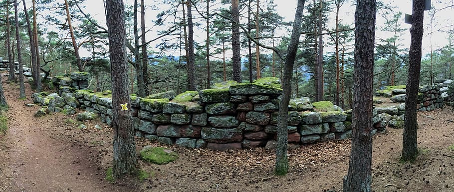 paret, molsa, bosc, alsace, molsa, bosc, verd, naturalesa, planta, vell, pedra, paret de pedra, incrustació, resistent, paisatge, ruïna, lluny, senderisme, França, arbres, atmosfèric, sortir, caduc, paret de bruc, arbre, cap gent, tronc de l'arbre, dia, escena rural, terra, pila, creixement, medi ambient, abundància, tranquil·litat, tronc, color verd, a l'aire lliure, arquitectura, bellesa a la natura, 5K