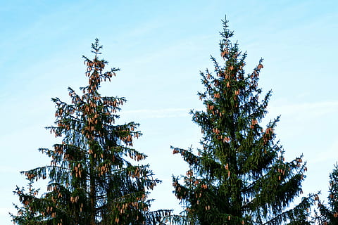 abete rosso, albero, conifera, rubinetto, pigne, corona, natura, cielo, rami, estetico, foresta, corone, cima dell'albero, crescita, abitudine di crescita, albero di Natale, abete, ramo, foglia, all'aperto, pianta, Inquadratura dal basso, bellezza nella natura, la tranquillità, nessuno, giorno, nuvola - cielo, scena tranquilla, scenics - natura, scena non urbana, luce del sole, blu, Pino, colore verde, albero di conifere, 4K, CC0, dominio pubblico, privo di copyright