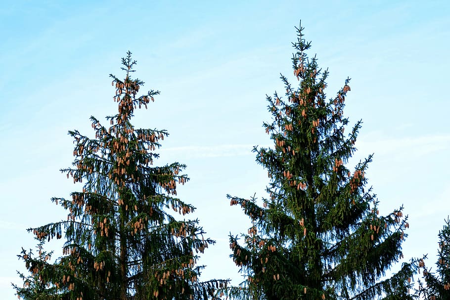smrk, strom, jehličnatý strom, klepněte na, šišky, koruna, Příroda, nebe, poboček, estetický, les, Kč, koruny stromů, růst, růstový zvyk, vánoční strom, jedle, větev, list, venku, rostlina, nízký úhel pohledu, krása v přírodě, klid, nikdo, den, mrak - nebe, klidné scény, scenics - příroda, mimoměstské scény, slunečního světla, modrý, borovice, zelená barva, jehličnatého stromu, 4K