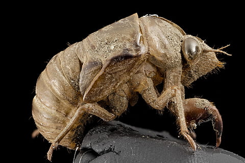 tæt på, Foto, Brun, cicada exuviae, cikade, skal, makro, insekt, Exoskeleton, støbt, hud, dyreliv, natur, monteret, USGS, exuviae, Cicadidae, johannesbrødkernemel, sang, metamorfose, træ, dyre temaer, dyr, sort baggrund, et dyr, dyr i naturen, studio skud, hvirvelløse, ingen mennesker, leddyr, zoologi, indendørs, nat, solid, 2K, CC0, offentligt domæne, royaltyfrie