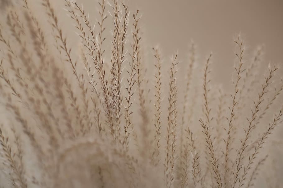 ambre, onades, gra, plantes amb fulles blanques, camp, fora, blat, herba, marró, cap gent, cultiu, agricultura, planta de cereals, primer pla, planta, enfocament selectiu, naturalesa, fons, creixement, patró, marc complet, tranquil·litat, cel, bellesa a la natura, beix, dia, centrar-se en primer pla, paisatge, 5K