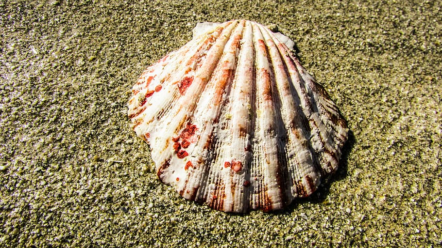 Schale, Strand, Sand, Natur, Muschel, Tag, Land, keine Leute, Tier, Nahansicht, High Angle View, texturiert, Tierwelt, Tiere in freier Wildbahn, Tierthemen, Sonnenlicht, Essen und Trinken, draußen, Lebensmittel, Muster, ein Tier, Stillleben, 4K