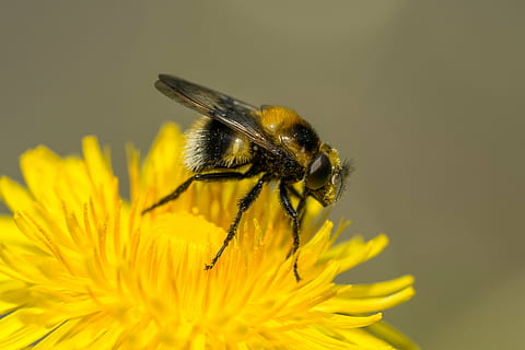 volar volar, macro, facetes, dent de lleó, insecte, abella, naturalesa, primer pla, pol·len, groc, animal, flor, polinització, planta amb flors, invertebrat, pètal, fauna animal, temes d'animals, fragilitat, vulnerabilitat, cap de flor, un animal, bellesa a la natura, planta, animals a la natura, frescor, creixement, inflorescència, cap gent, ala dels animals, a l'aire lliure, 4K, CC0, domini públic, lliure de regalies
