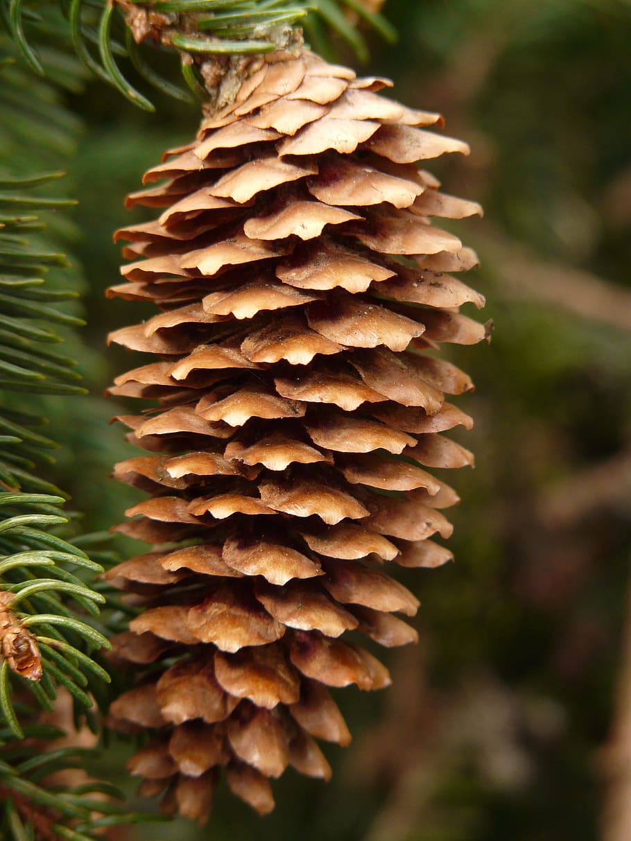 Kiefernzapfen, Zapfhahn, Baum, Nadelbaum, gemeine Fichte, picea abies, rote Fichte, Fichte, picea, reif, Saat, Natur, Wald, Pflanze, Tannenzapfen, Nahansicht, immergrüner Baum, Kiefer, Tannenbaum, Blatt, Nadel - Pflanzenteil, Tag, Fokus auf den Vordergrund, draußen, keine Leute, Wachstum, Schönheit in der Natur, Lebensmittel, Muster, Pilz, natürliches Muster, braun, Land, Gemüse, Frische, stachelig, 2K