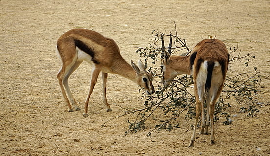 springbok, eläintarha, pakkaus, eläinten teemoja, eläin, ryhmä eläimiä, eläinten villieläimet, nisäkäs, eläimiä, maa, kaksi eläintä, selkärankainen, konflikti, taistelevat, ala, ei ihmisiä, luonto, Peura, Kotieläimet, päivä, nuori eläin, pysyvä, kasvissyöjä-, aggressio, liukastella, kuiva ilmasto, 2K, CC0, public domain, rojaltivapaa