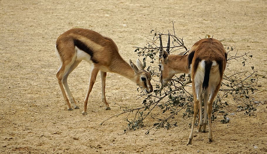 springbok, zoo, paquet, temes d'animals, animal, grup d’animals, fauna animal, mamífer, animals a la natura, terra, dos animals, vertebrats, conflicte, lluita, camp, cap gent, naturalesa, cérvol, animals domèstics, dia, animal jove, de peu, herbívors, agressió, cervatillo, clima àrid, 2K