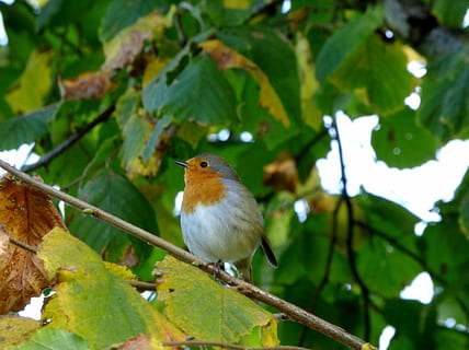 pettirosso, uccello, ramo di un albero, rami, albero, ramo, giardino, natura, un animale, temi animali, appollaiati, animali allo stato selvatico, fauna selvatica, animale, vertebrato, parte vegetale, foglia, pianta, colore verde, giorno, concentrarsi sulle conoscenze acquisite, nessuno, all'aperto, 4K, CC0, dominio pubblico, privo di copyright