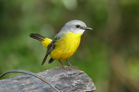 overfladisk, fotografering, gul, grå, fugl, breasted, robin, dyre temaer, hvirveldyr, dyr, et dyr, dyr i naturen, dyreliv, perching, fokus på forgrunden, tæt på, ingen mennesker, dag, kigger væk, natur, udendørs, skønhed i naturen, leder, træ - materiale, fuld længde, 5K, CC0, offentligt domæne, royaltyfrie