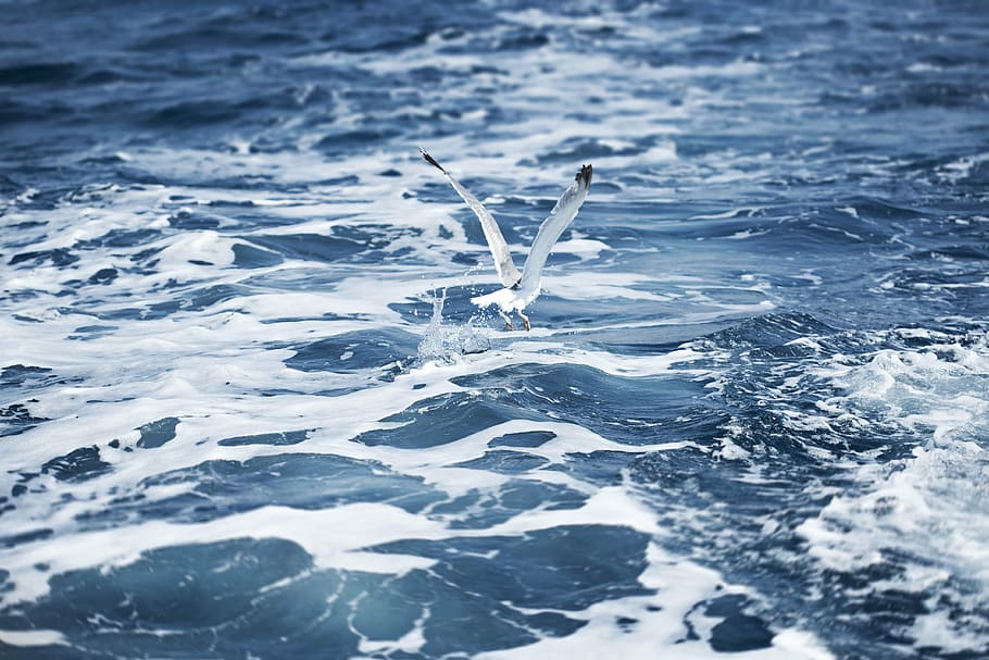 alb, pasăre, zbor, ocean, timpul zilei, a zbura, pescăruş, mişcare, clipoci, mare, seabird, pescăruş de mare, stropi, apă, păsări de apă, valuri, aripi, fundaluri, cadru complet, albastru, nici o persoana, abstract, natură, zi, a închide, în aer liber, malul mării, bălăceală, încrețit, vedere în unghi mare, liniște, selectiv, val, sportiv, puritate, 4K