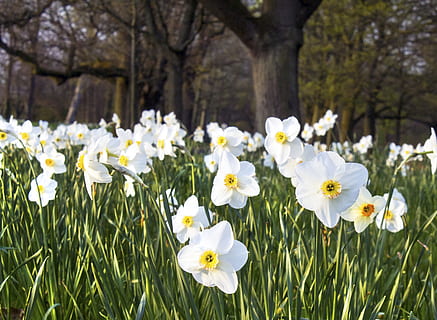 narcís, flor, llit, primavera, naturalesa, floral, flor de primavera, verd, fresc, colorit, florir, color, planta, estiu, planta amb flors, frescor, fragilitat, vulnerabilitat, Color blanc, creixement, bellesa a la natura, pètal, inflorescència, cap de flor, primer pla, terra, herba, arbre, dia, cap gent, a l'aire lliure, llit de flors, 2K, CC0, domini públic, lliure de regalies