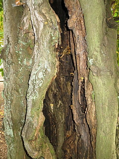 árbol, el maletero, hueco, deteriorado, decaer, Envejecido, erosionado, natural, naturaleza, ambiente, tronco de arbol, planta, crecimiento, texturizado, día, nadie, de cerca, áspero, planta de corteza, ladrar, musgo, al aire libre, rama, color verde, antecedentes, belleza en la naturaleza, tranquilidad, efecto texturizado, 1080P, CC0, dominio público, libre de derechos