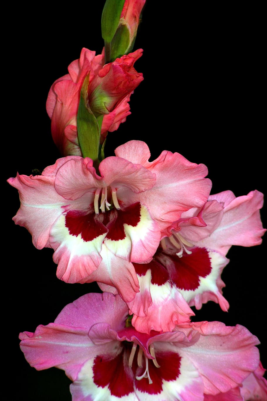 flor, gladiols, macro, planta amb flors, vulnerabilitat, fragilitat, color rosa, pètal, bellesa a la natura, planta, cap de flor, inflorescència, tir de l'estudi, frescor, primer pla, fons negre, creixement, cap gent, naturalesa, nit, pol·len, a l'interior, arranjament floral, 2K