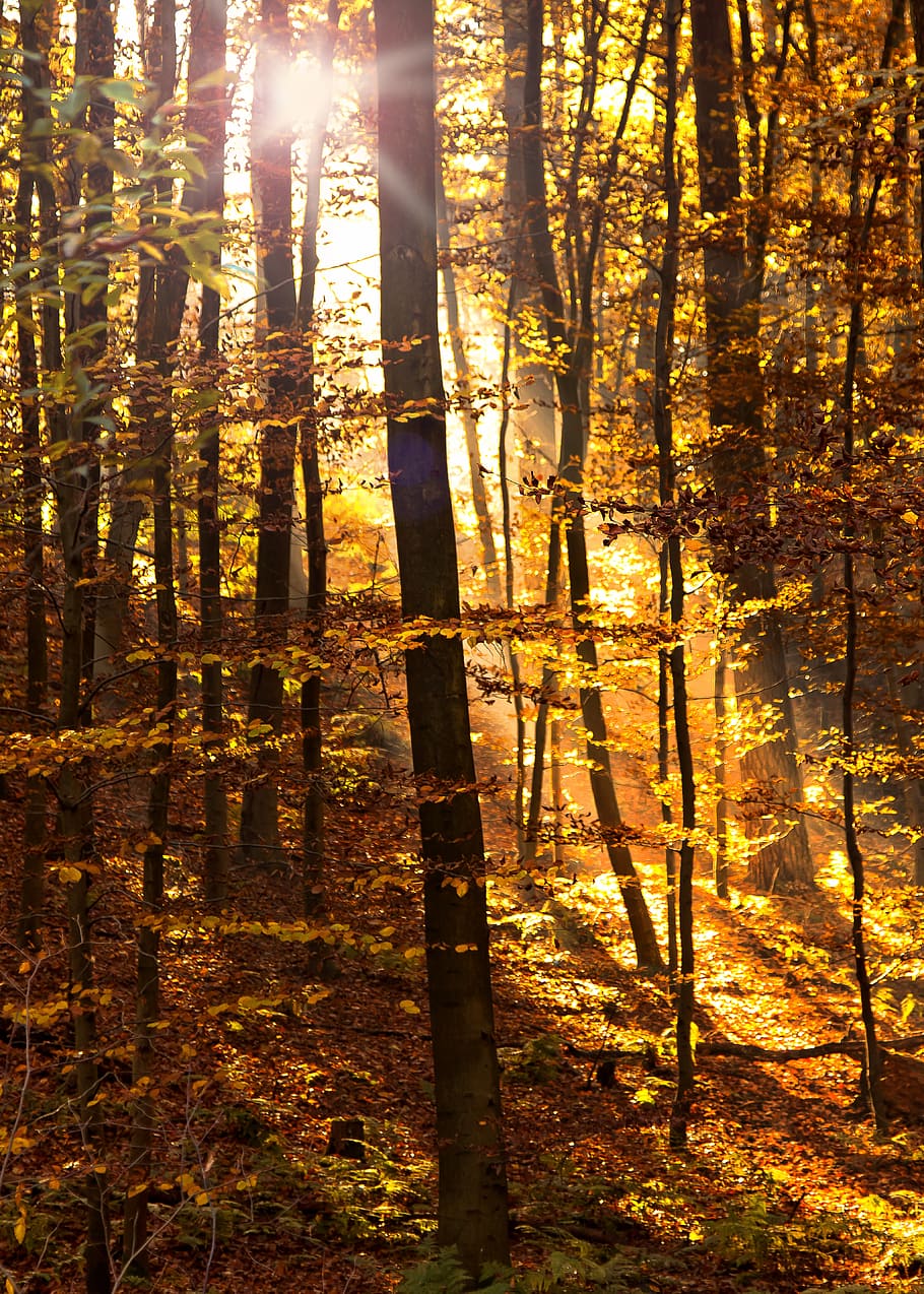 Gelb, Laubbäume, genommen, tagsüber, Wald, Sonnenlicht, Lichtstrahl, Waldweg, Gegenlicht, Natur, Bäume, Sonnenschein, Sonnenstrahl, morgenstimmung, Sonne, Herbst, Blätter, Herbstwald, durchscheinen, Wälder, Beleuchtung, Idylle, Landschaft, Licht, Baum, Land, Pflanze, Kofferraum, Baumstamm, Schönheit in der Natur, Ruhe, Wachstum, Szenen - Natur, ruhige Szene, keine Leute, draußen, Sonnenuntergang, Tag, Nicht-städtische Szene, Linseneffekt, 5K