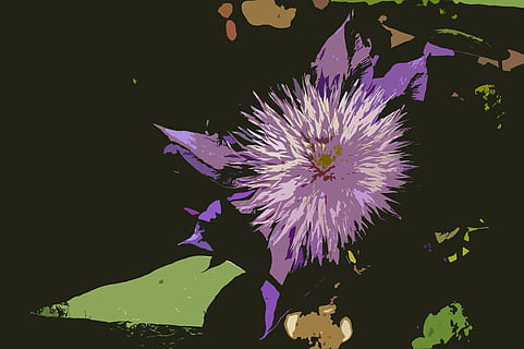 fons, flor, clematis, negre, verd, porpra, vector, il·lustració, naturalesa, planta amb flors, vulnerabilitat, fragilitat, planta, frescor, cap de flor, inflorescència, pètal, bellesa a la natura, part de la planta, full, creixement, aigua, nit, primer pla, a l'aire lliure, cap gent, pol·len, 720P, CC0, domini públic, lliure de regalies