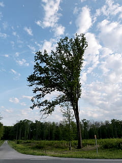 Baum, Wind, Straße, Wald, off road, Kofferraum, Landschaft, Natur, blauer Himmel, Wolken, Pflanze, Himmel, wolke - himmel, Wachstum, Schönheit in der Natur, Ruhe, Umgebung, ruhige Szene, Land, Feld, Szenen - Natur, grüne Farbe, Gras, Tag, keine Leute, Nicht-städtische Szene, draußen, von Bäumen gesäumt, 1080P, CC0, gemeinfrei, lizenzfrei