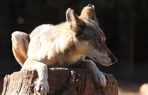 grau, Weiß, Wolfshund, ausruhen, Log, Ast, Fuchs, Sitzung, Baum, Kofferraum, Tierwelt, Wolf, Tier, Tierthemen, Säugetier, ein Tier, keine Leute, Tiere in freier Wildbahn, Entspannung, Sonnenlicht, Wirbeltier, Holz - Material, Fokus auf den Vordergrund, suchen, Wegschauen, Natur, Tag, Hund, draußen, Holz, Profilansicht, Tierkopf, 1080P, CC0, gemeinfrei, lizenzfrei